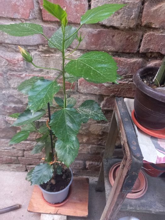 Vând diferite flori