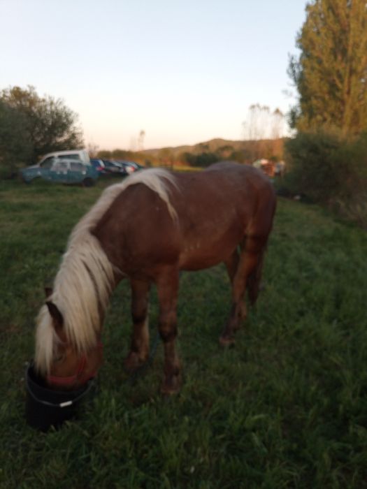 Vand armăsar mânz!