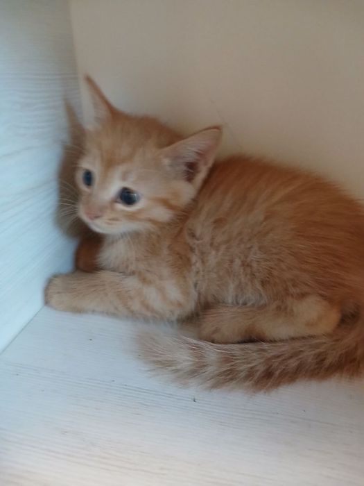Отдаем котят бесплатно!