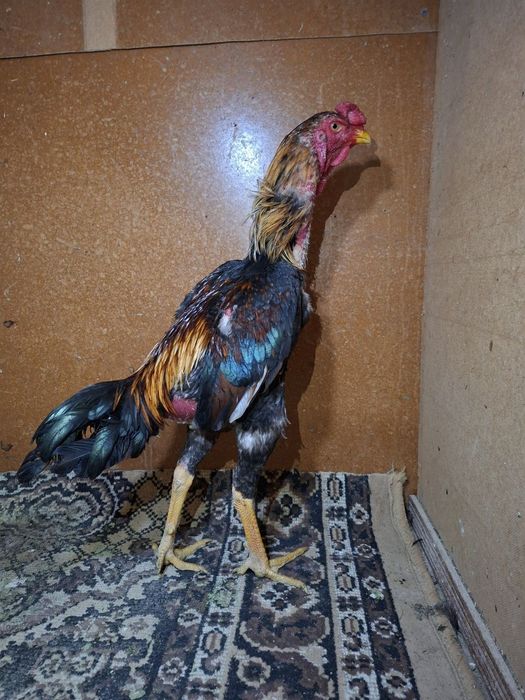 Dakan xoʻrozlar sotiladi