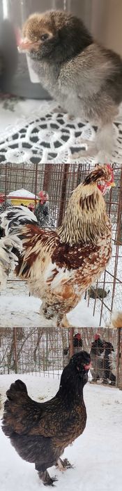 Puișori diferite rase