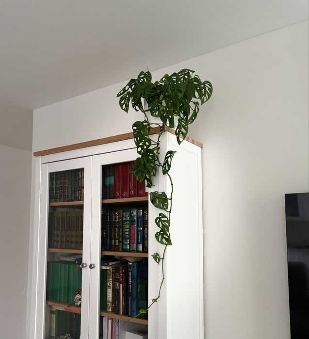 Продам монстеру манки