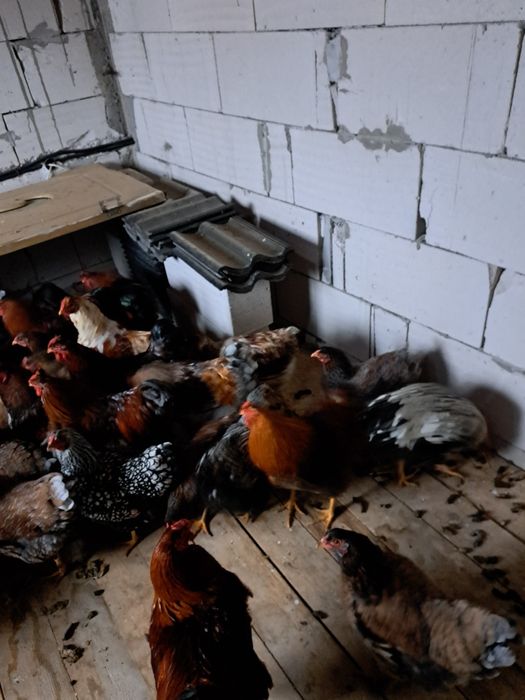 Găini de vanzare wiandote