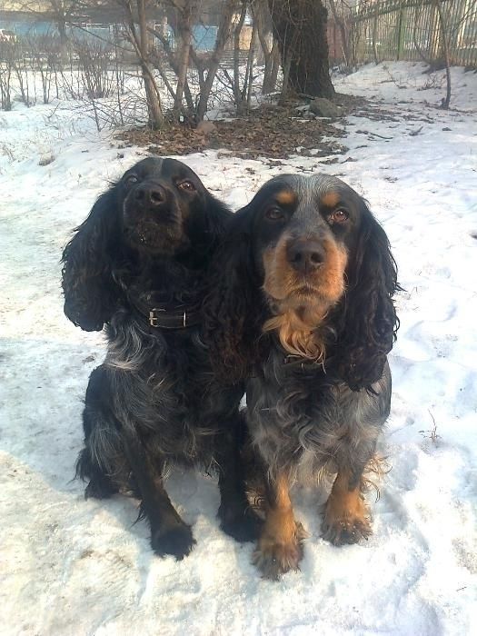 Кобелёк ищет самочку-спаниеля для вязки.