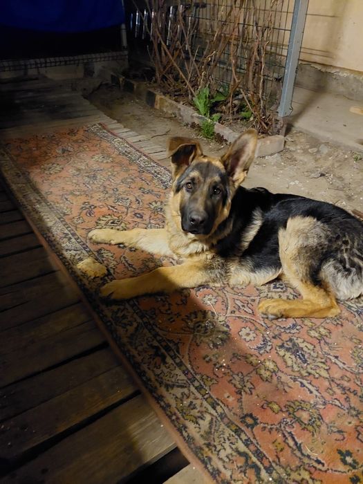 Немецкая овчарка