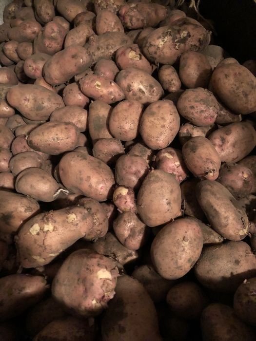 Картошка домашняя продам.