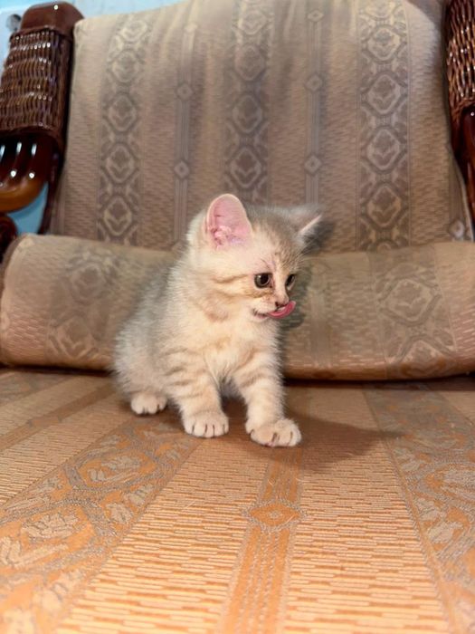 Британские котята прямоухие