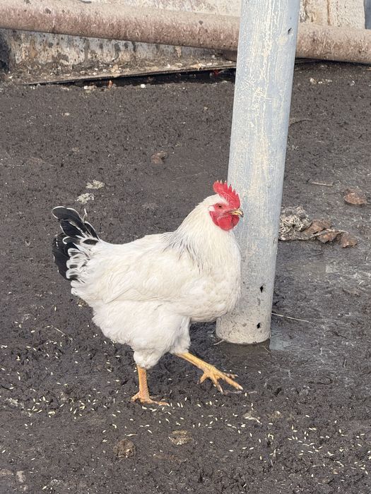 Продам петухов …