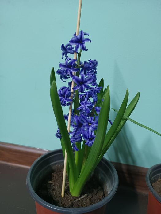 Гиацинты разных цветов