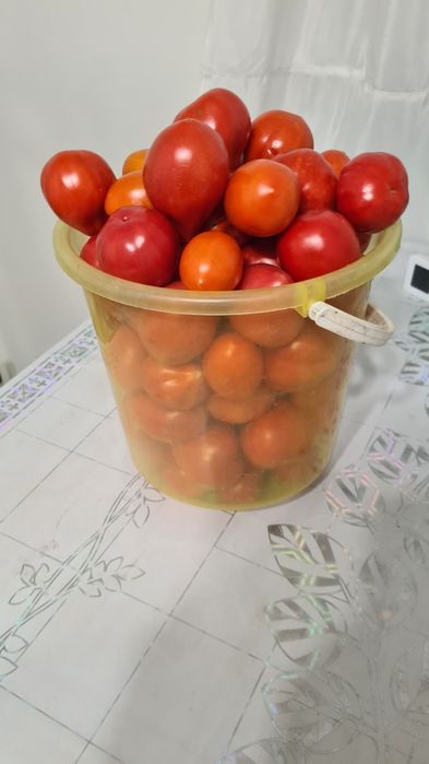 Продам помидоры с дачи