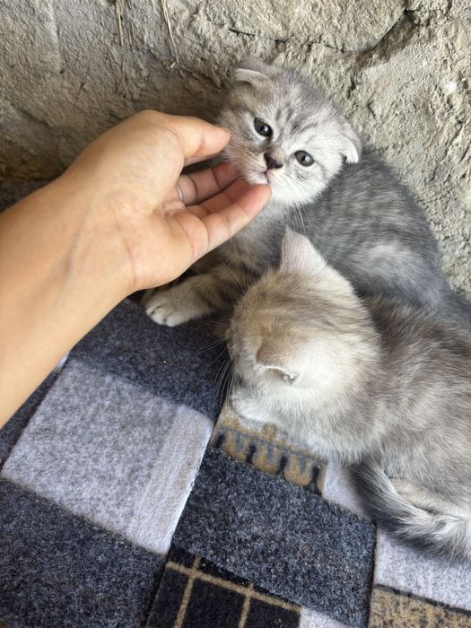 Mushuklar uta guzal va arzon
