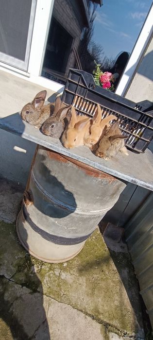 Iepuri uriaș de Transilvania și uriaș gri german