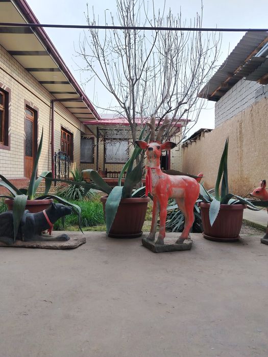 Kotta Agavalar sotiladi