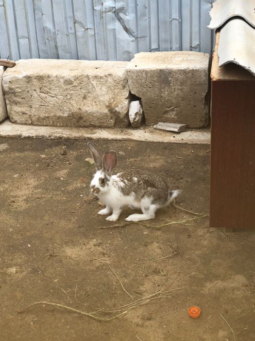 Коян сатылады ургашы