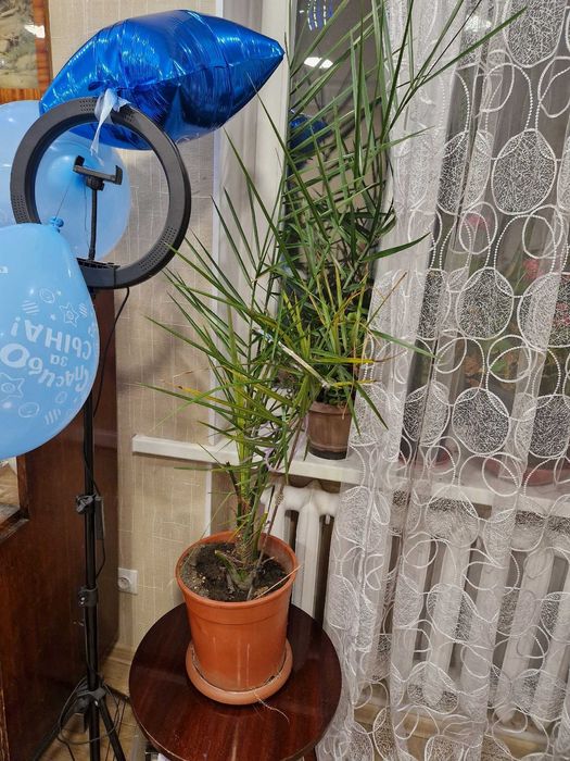 пальма финиковая 11ти летняя, высота 1.2 метра