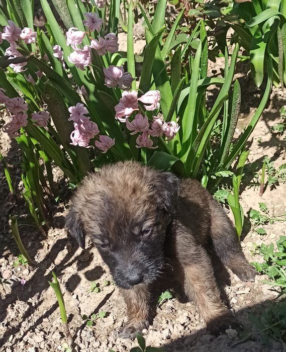 Щенки в хорошие руки