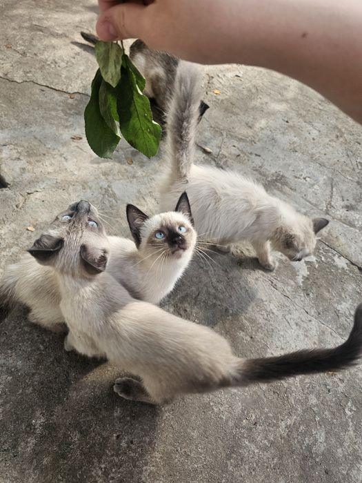 продаются сиамские котята