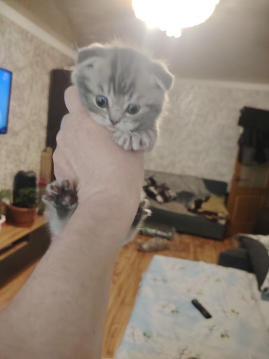 Забавные котятки