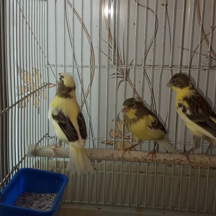 Поюших кенаров разных окрасов