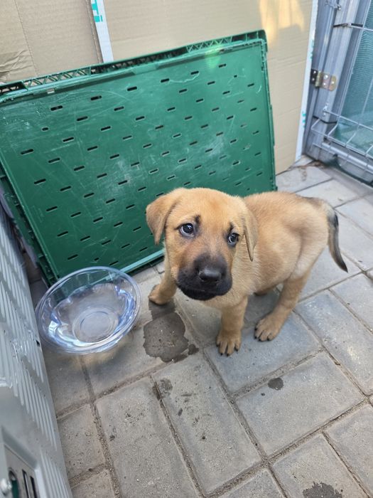 Spre adopție: Cățelușă de 3 luni salvată de pe stradă – foarte iubitoare și jucăușă