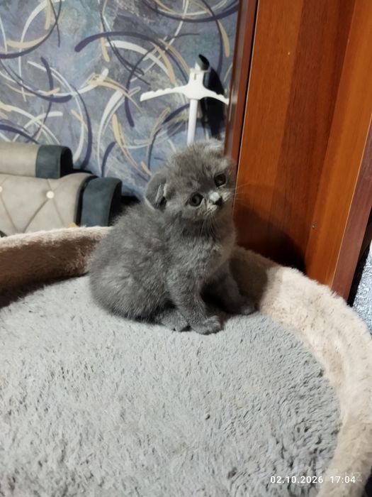 Продаются шотландские котята