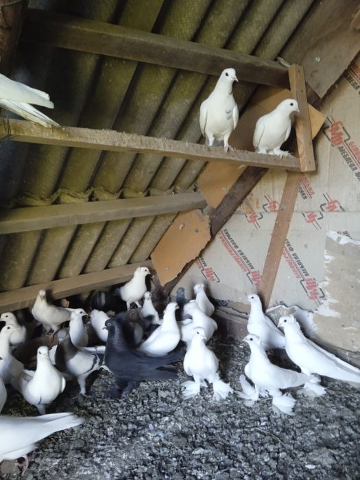 Продам голубей.          .