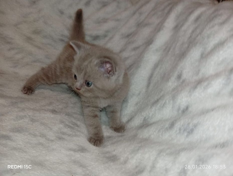 Забавные британские малыши