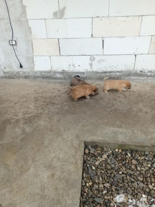 Donez căței talie mica