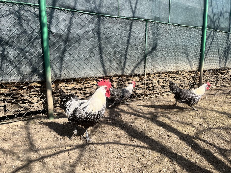 Oua pentru incubat Combatant indian Braekel Barnevelder