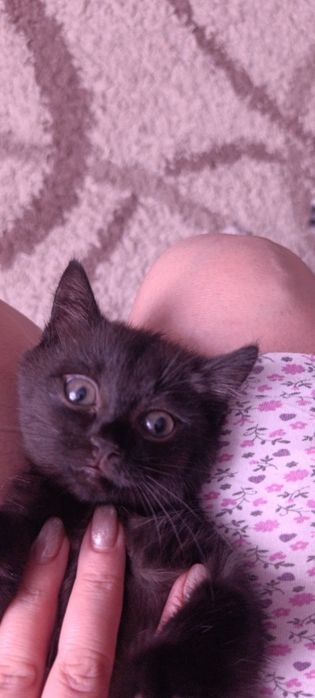 Отдам в добрые руки котенка