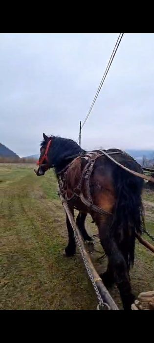 De vânzare cal puternic și muncitor