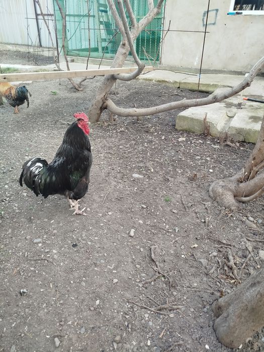 Продам черного петуха
