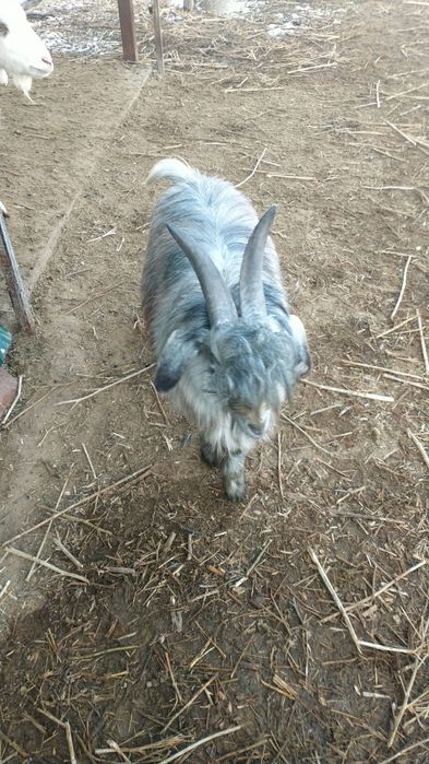 Продам молодого козла