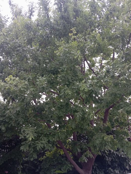 Веники дубовые свежие