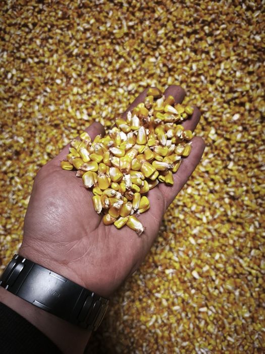 Porumb semi-sticlos P9241 umiditate 18