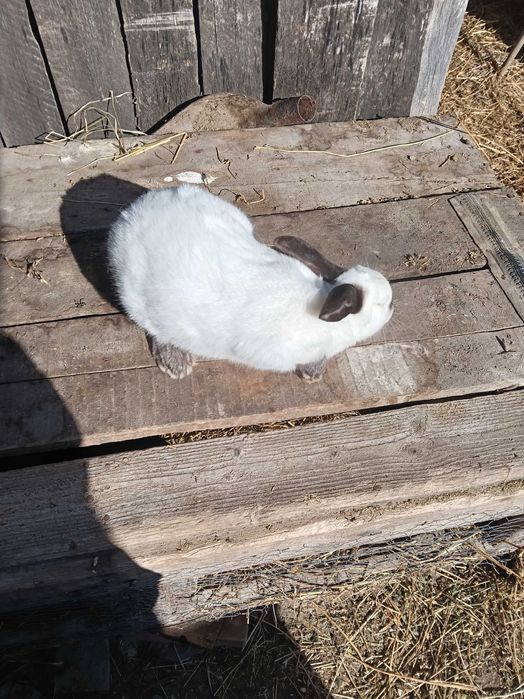 Iepuri de vânzare 80-180lei bucată negociabil puii și adulti