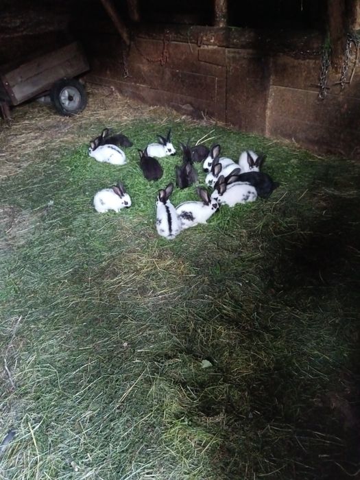 Ieiepurași fluturi germani,ajung la peste 8 kg,