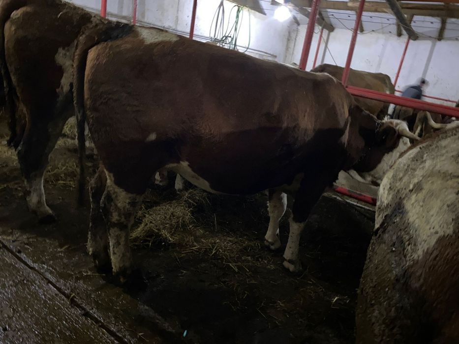 Vand juninci gestante