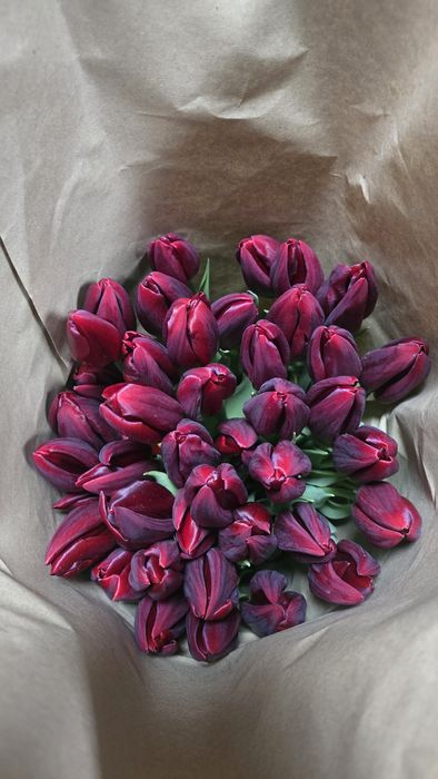 Цветы Тюлпаны оптом и розницу