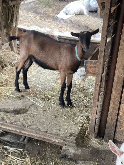 Vand ieduta alpina franceza