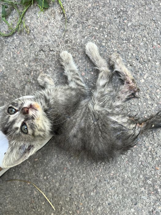 Срочно! Нужен дом для котенка!
