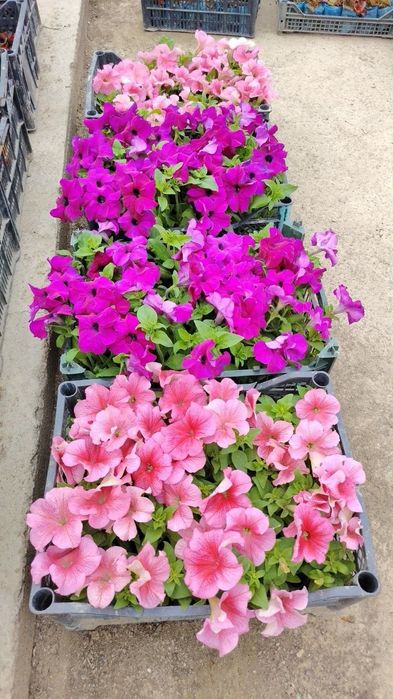 Petunia gulimiz ochildi 2000