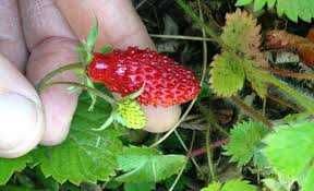 Горска ягода - Налични 3 вида