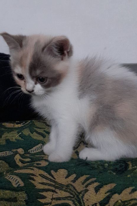 Кошечка в добрые руки