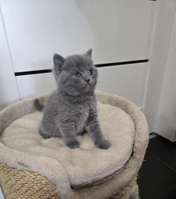 Британский котенок