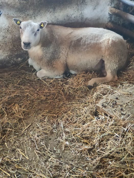 Vand berbec texel