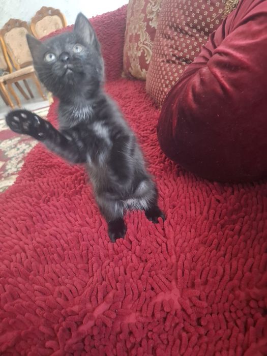 Отдам котят мальчик и девочка