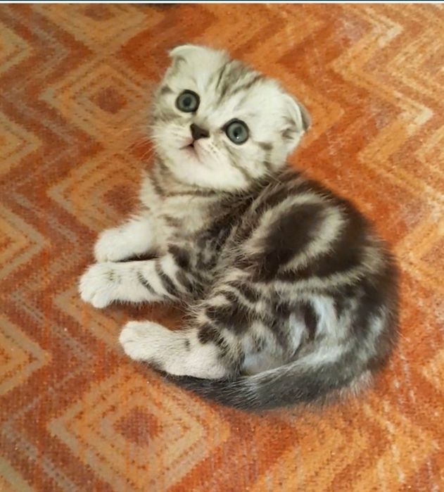 Шотландский вислоухий кот. Вязка