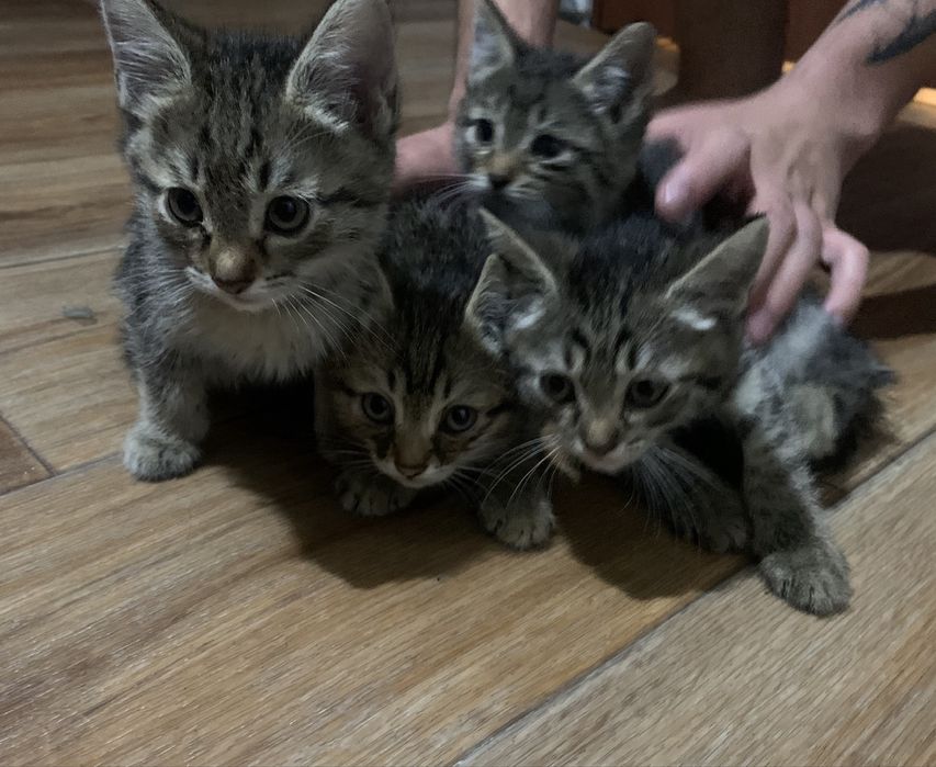 Отдам котят в добрые руки