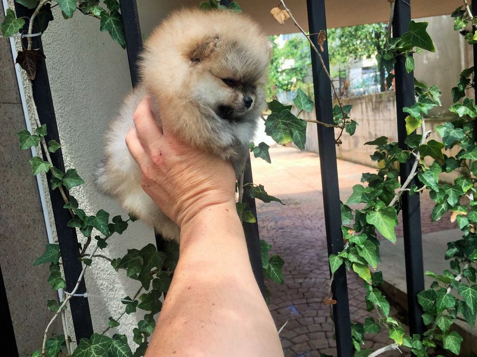 Померан мини Померанчета